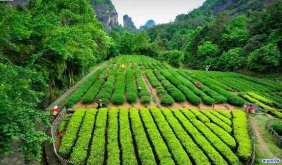 兰妃茶的产地和种类：探索中国福建武夷山的特色名茶