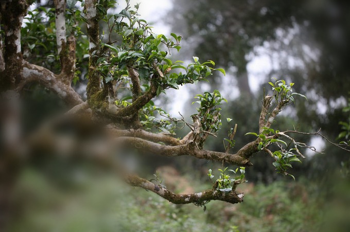 西双版纳勐养国艳茶厂布朗山精品茶：一款传承千年古树普洱的魅力之作