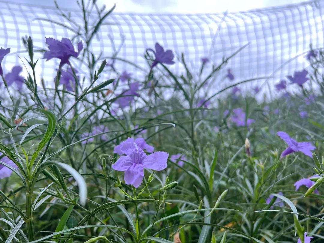 爵茶价格大全：全面了解爵茶品种、品质与市场价，助您轻松选购！