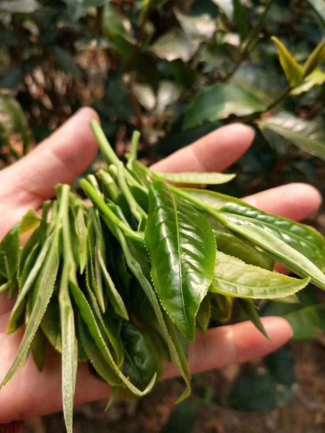 布朗山普洱茶品质特点及品饮方法全方位解析，让你全面了解布朗山茶的魅力