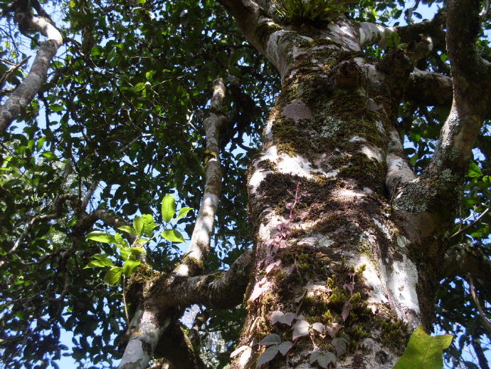 淇濆地区保塘古树茶：口感特点与鉴指南