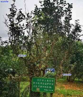 探究老班章普洱茶的产地：地理位置及其对茶叶品质的影响