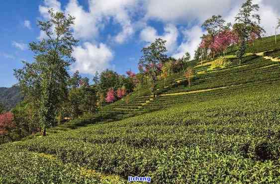 无量山哪个茶区：优质茶叶与旅游胜地推荐