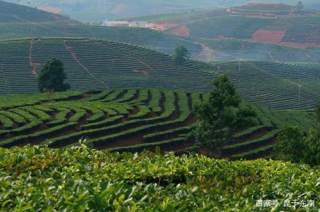 无量山哪个茶区：优质茶叶与旅游胜地推荐