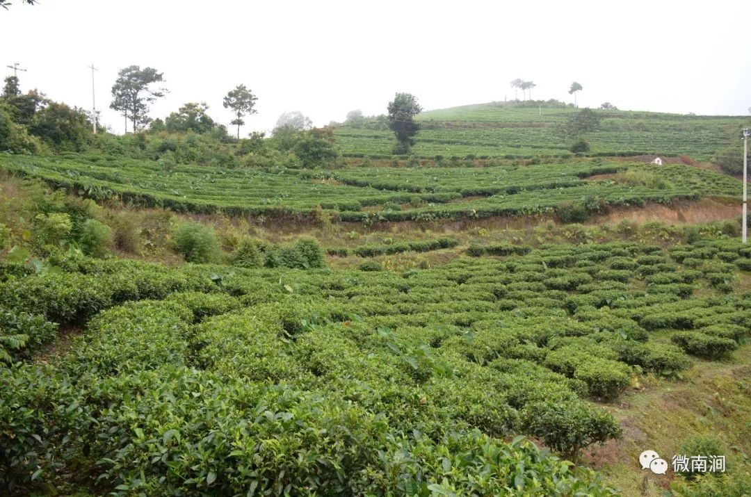 无量山的茶-无量山的茶好喝吗