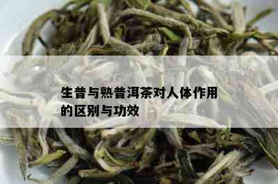 普洱茶生和熟功效区别