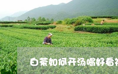 凉白开泡茶包可以喝吗