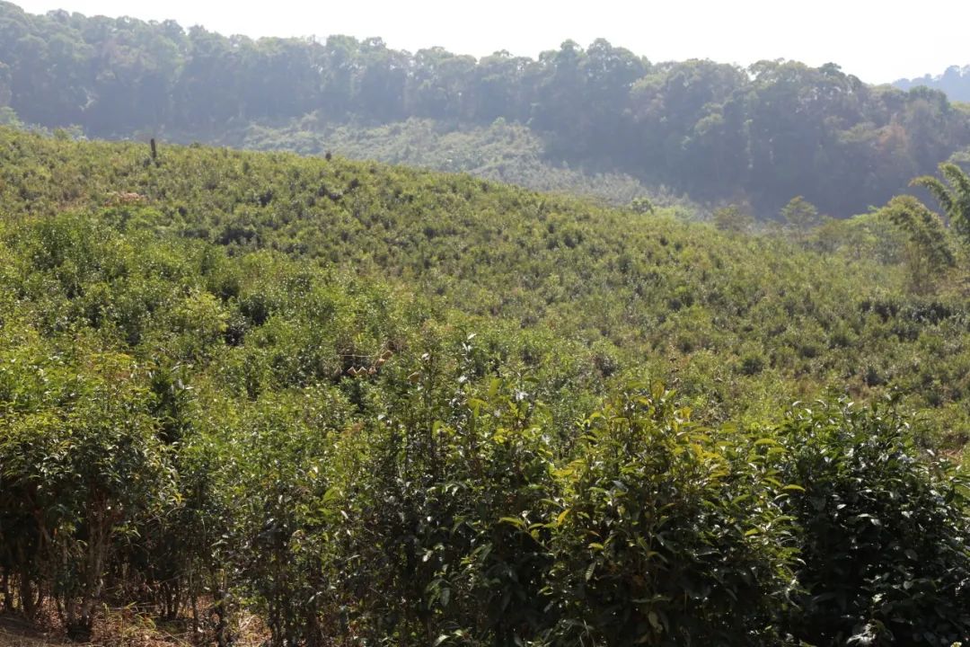 普洱茶五大热门品种排行榜：品味与鉴指南