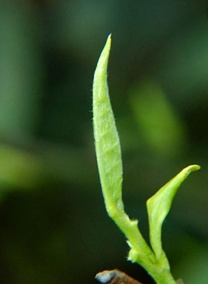 红茶的种植与制作：探索茶树的生长过程、品种选择和茶叶加工工艺