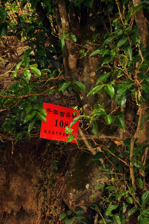 红茶的种植与制作：探索茶树的生长过程、品种选择和茶叶加工工艺