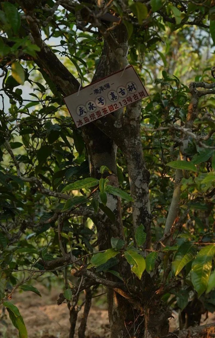 云南临沧冰岛茶价格高昂，究竟值不值得投资？一斤茶叶背后的价值解析