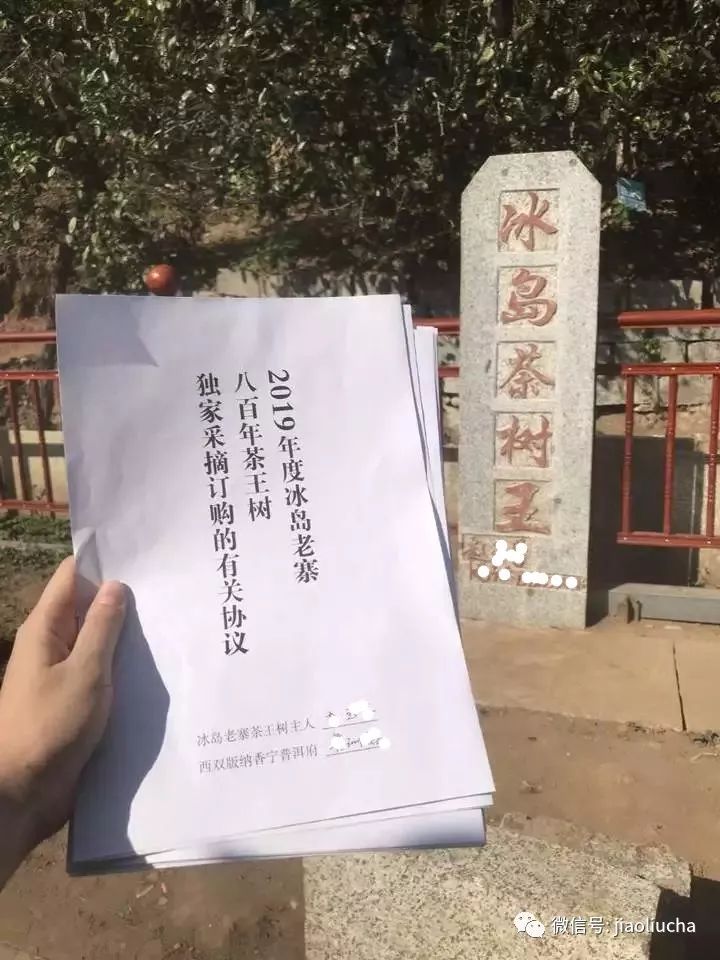 临沧冰岛茶产地及价格，云南临沧冰岛茶一斤多少钱？揭开炒作之谜！