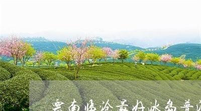 云南临沧市冰岛茶