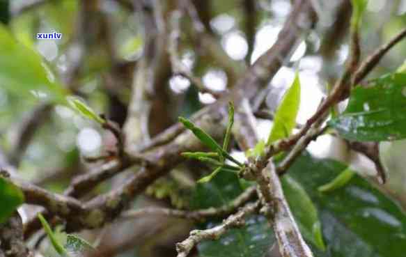 龙眼寄生茶的药用价值：科学研究揭示其在健益处中的神秘角色