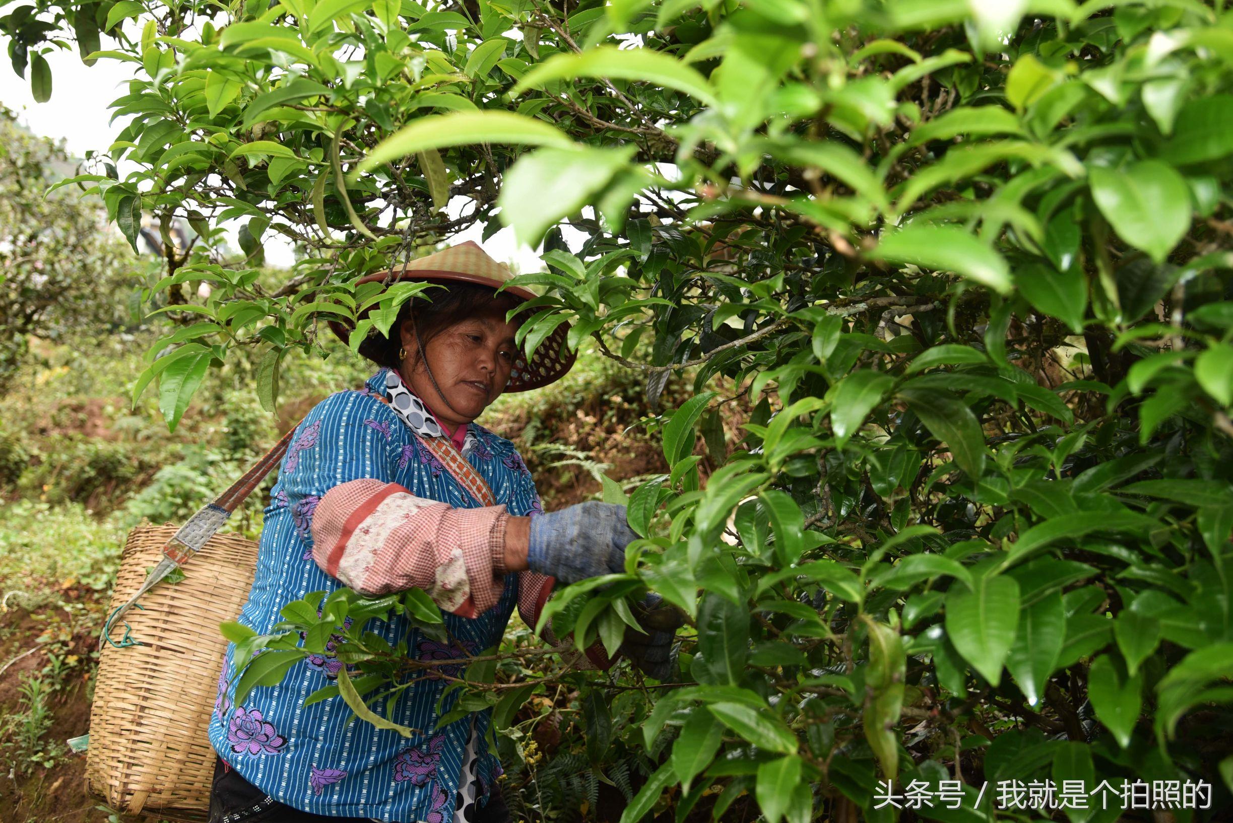 滇红茶与普洱茶冲泡技巧：度选择与操作方法详解