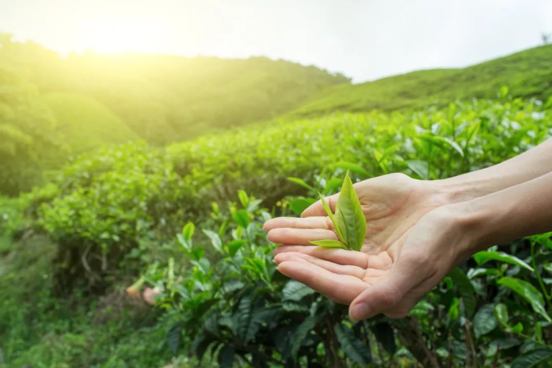 红茶中的黄色品种：全面了解各种黄茶特性与口感