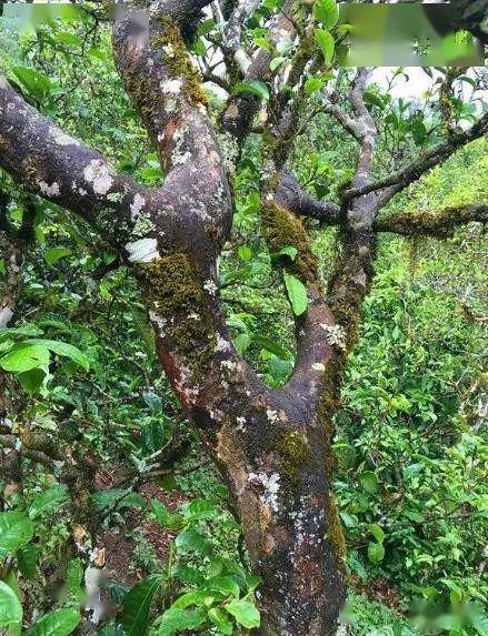 双江勐库冰岛茶叶精制厂06年冰岛古树茶-双江勐库冰岛茶叶精制厂 06年冰岛古树茶