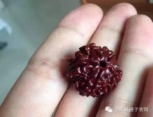 飘花菩提子是否染色？