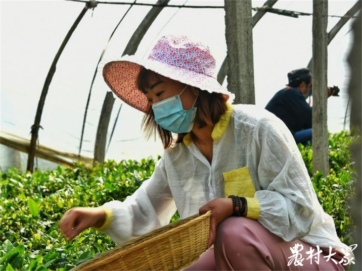 津茶厂普洱茶：品质越，值得一试！