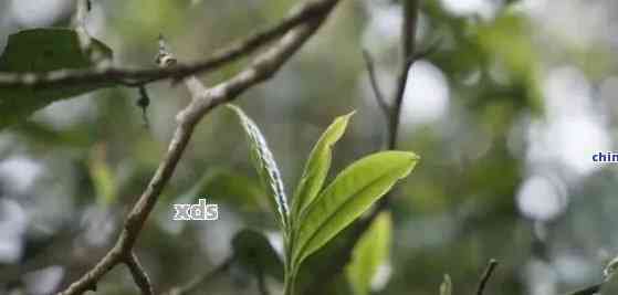 普洱茶中的白花树：一款口感独特的醇厚风味茶叶体验