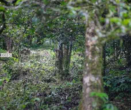 凤庆千年古树茶价格、地址与口感全解析