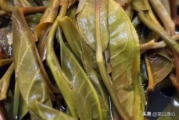 普洱茶中的白色物质：揭秘独特的叶底结构与风味秘密