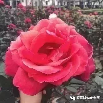 版纳花卉普洱茶