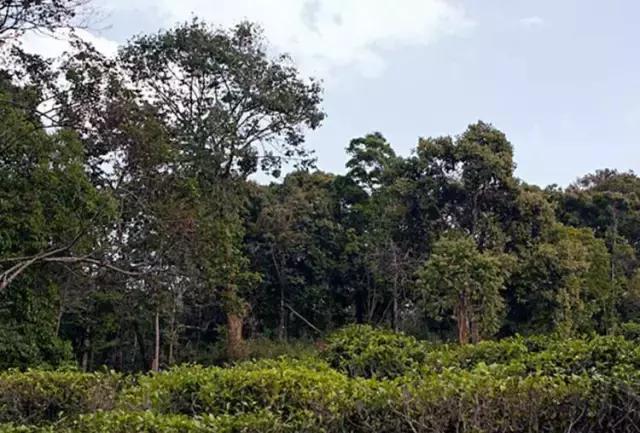 普洱茶冲泡指南：掌握茶水比例，品鉴口感和香气