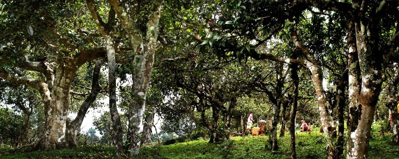 探索普洱茶之源：天下普洱茶国官网，茶艺文化与古树茶之旅