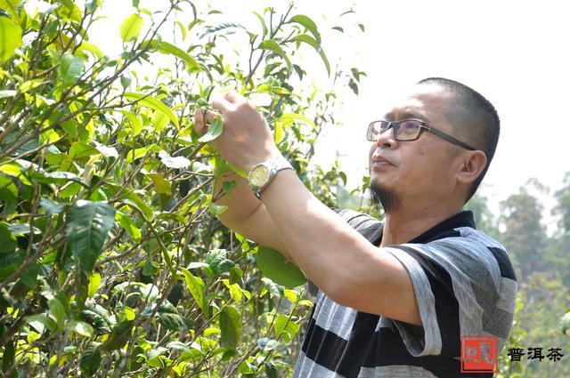 普洱春茶采摘时间是几月：揭示普洱春茶的节性