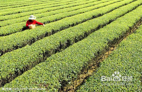 十大名茶及产地：中国茶叶的精髓与地域特色