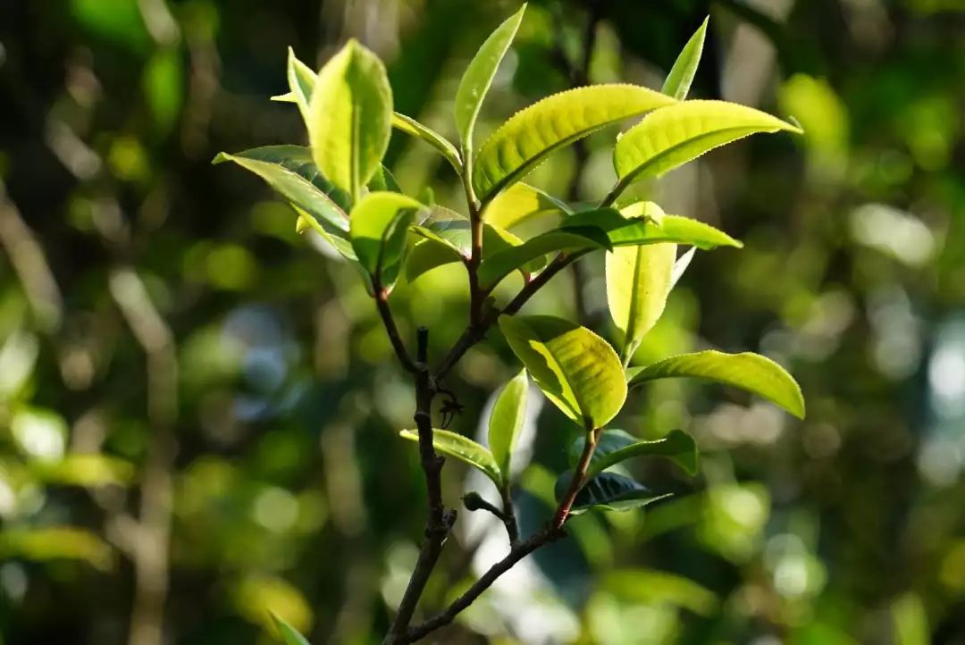 冰岛茶王：独特风味与稀有品质的完美结合，你值得拥有的价格分析