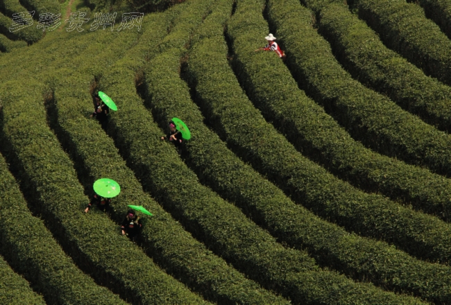 勐库十八寨茶厂：探索高品质茶叶的源头，了解茶叶制作工艺与传承文化