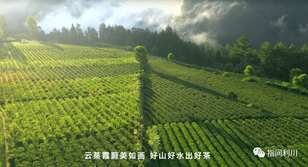 2014年紫大益生茶：骞村茶园的独特风味与健益处