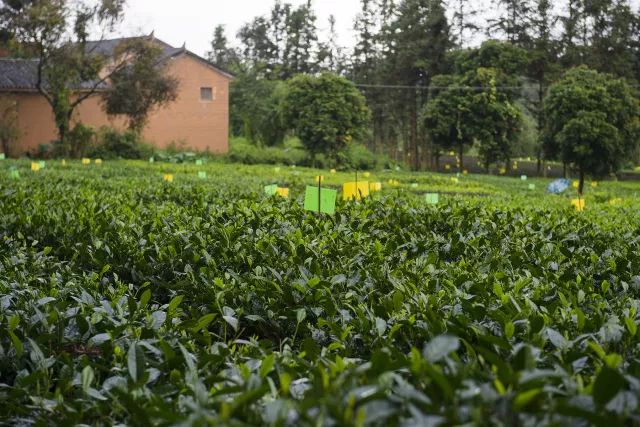 2014年紫大益生茶：骞村茶园的独特风味与健益处