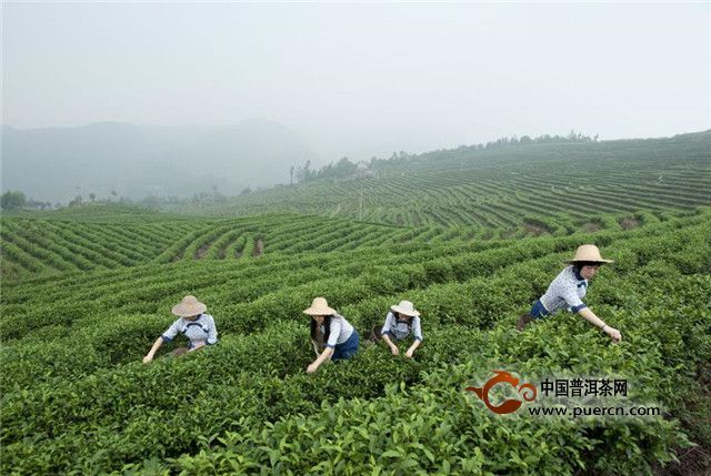 2014年紫大益生茶：骞村茶园的独特风味与健益处