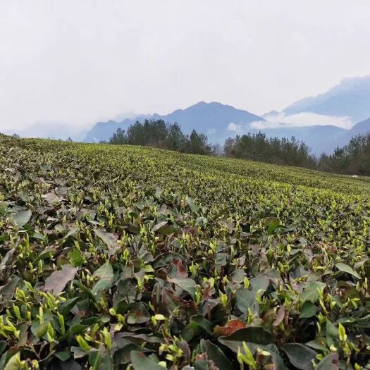 湖北特产五峰名茶怎么样