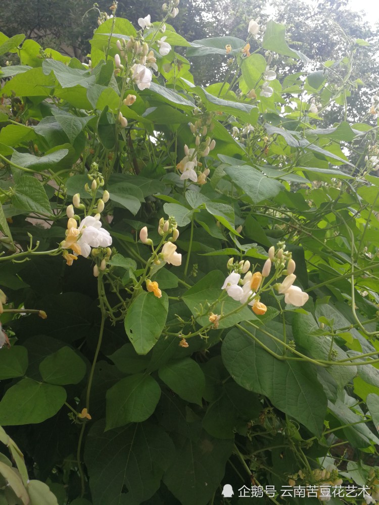 芸豆花会不会起诉