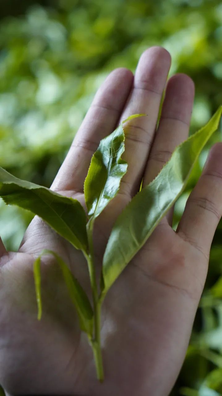 普洱茶三个产区分别是哪几个省份及品种