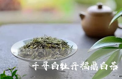 千寻白牡丹茶叶