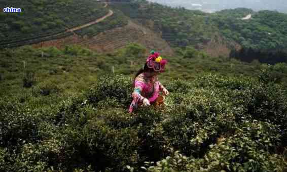 云南九龙山茶厂：高品质茶叶的实价格