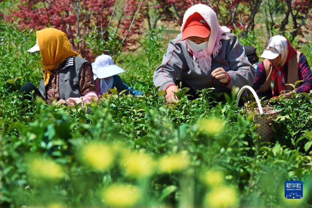 普洱茶春茶采摘时间及节：几月份开始采摘？