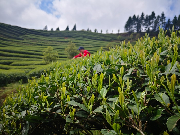 云南普洱茶春茶采摘时间及节探讨：何时是品尝美味新茶的时机？