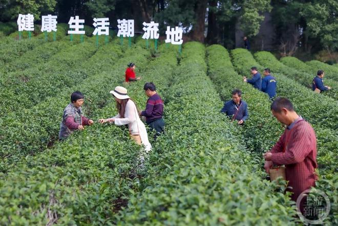 普洱茶春茶采摘时间及节：几月份开始采摘？