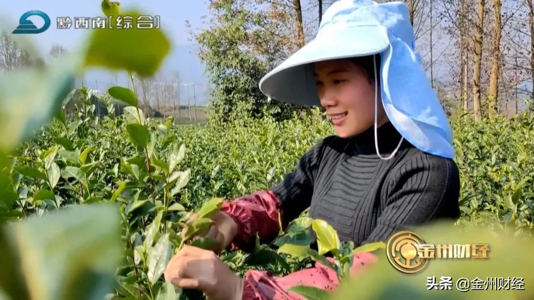 普洱茶春茶采摘节及时间，了解这些才能品出好茶！