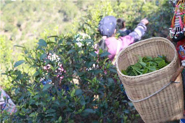 普洱春茶何时采摘？