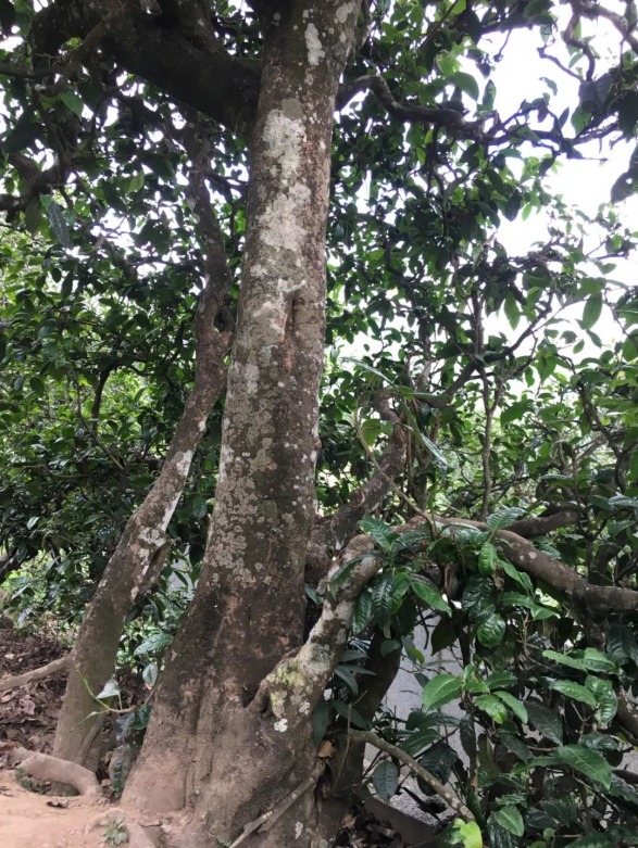 新探索冰岛茶在云南茶文化中的独特地位及其影响因素