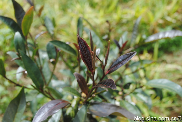 春茶初采，普洱茶头精选