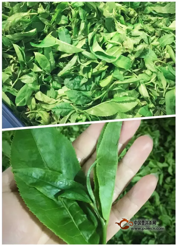 春茶初采，普洱茶头精选