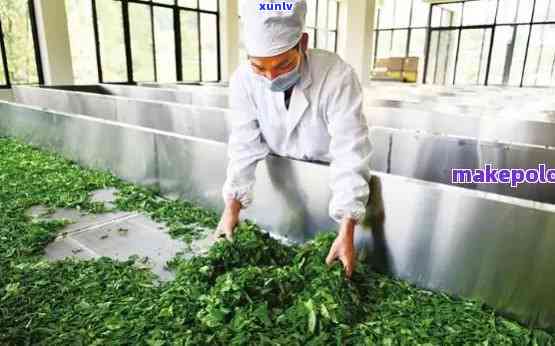 云南天福普洱茶厂：传承古法，品质越的普洱茶生产专家